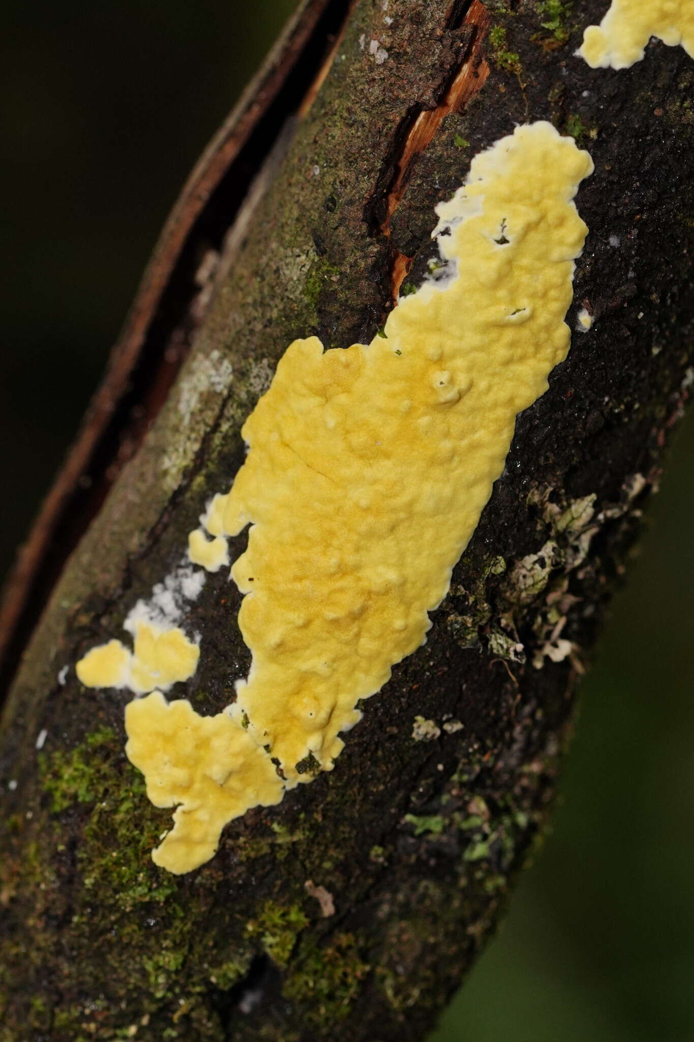 Trichoderma victoriense (Overton) Jaklitsch & Voglmayr 2014的圖片