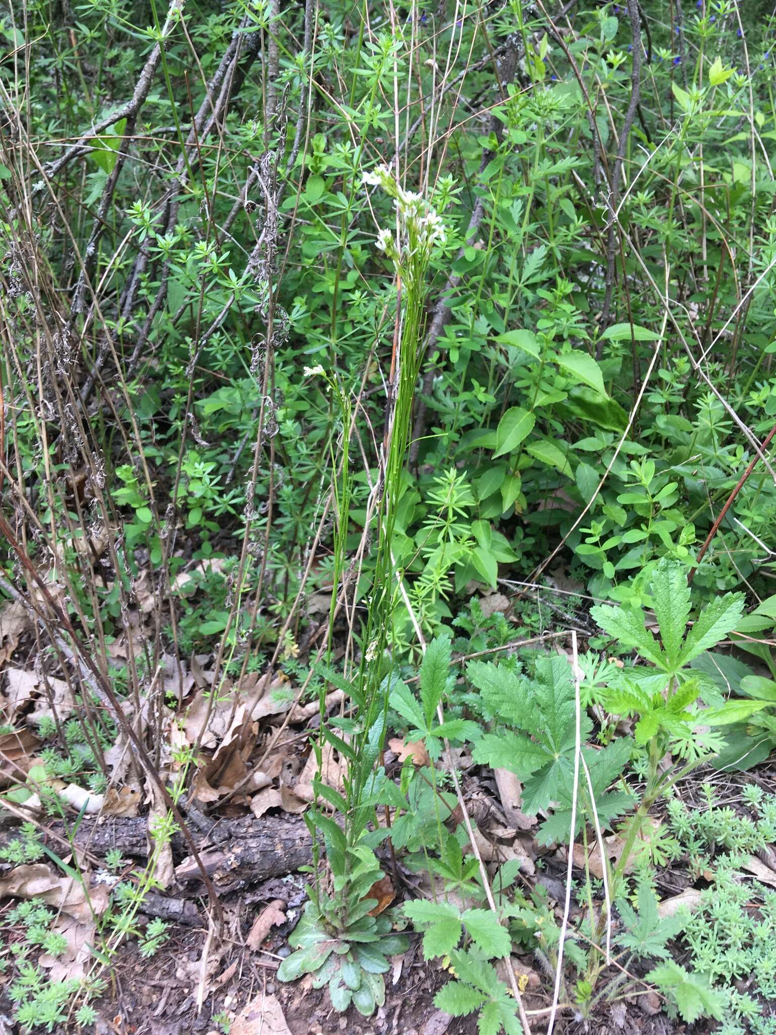 Image of Arabis sagittata (Bertol.) DC.