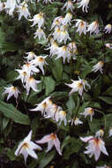 Imagem de Erythronium montanum S. Watson