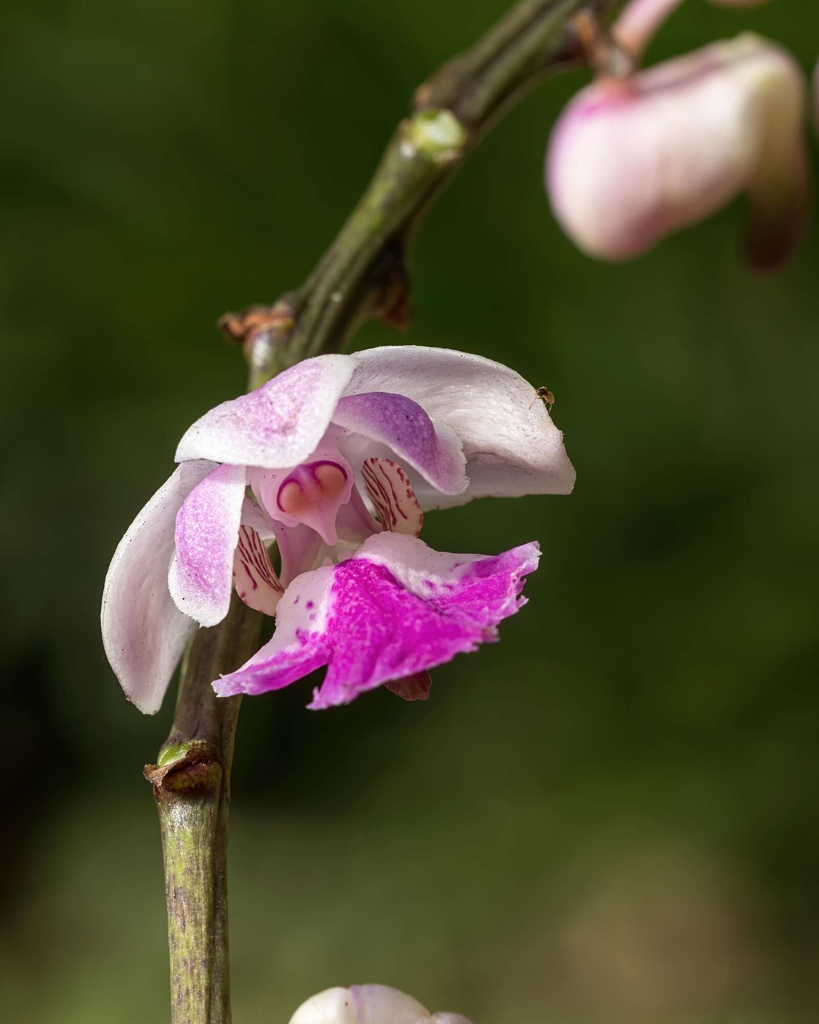 Image of Aerides crispa Lindl.