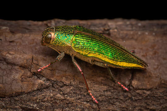 Image of Psiloptera attenuata (Fabricius 1793)