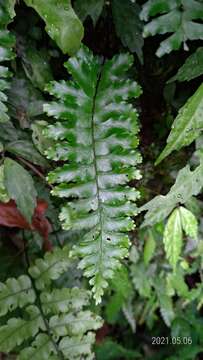 Hymenasplenium subnormale (Copel.) Nakaike resmi