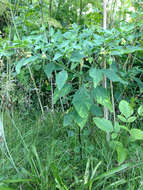 Image de Physalis longifolia var. subglabrata (Mackenzie & Bush) Cronq.