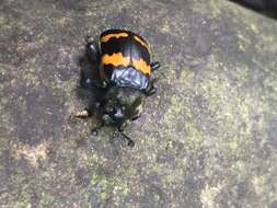 Nicrophorus (Nicrophorus) tomentosus (Weber 1801) resmi