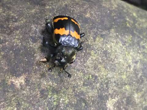 Image of Tomentose Burying Beetle