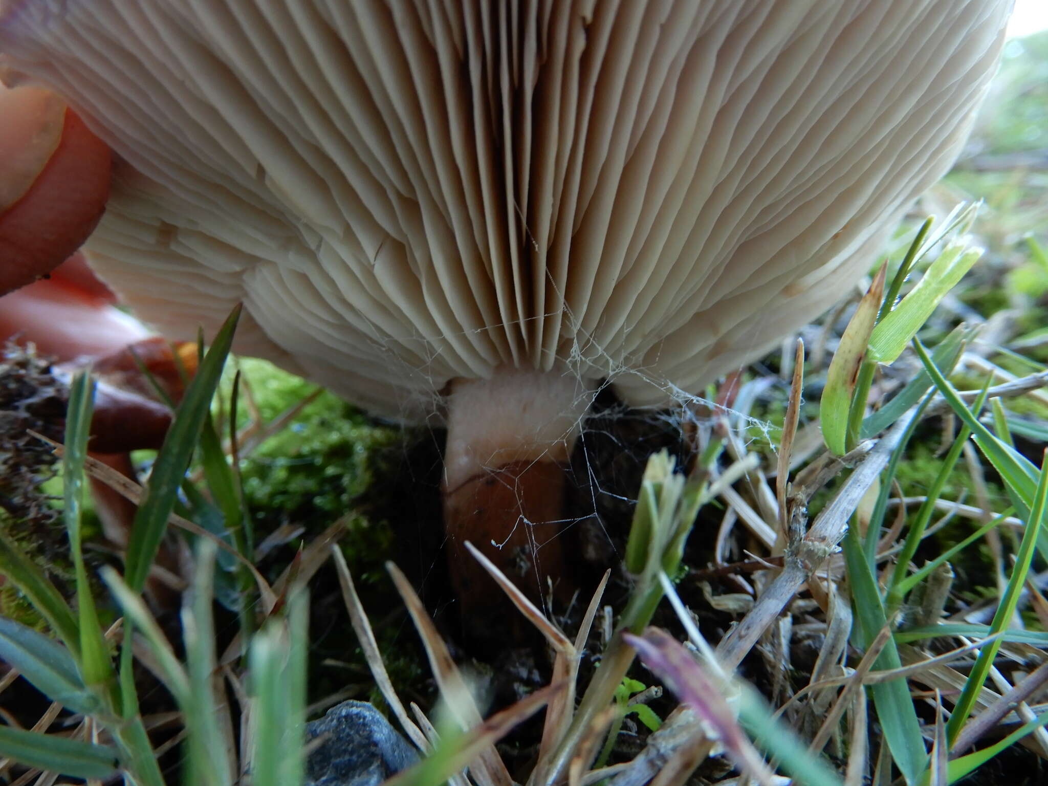 Image of Tricholoma batschii Gulden 1969