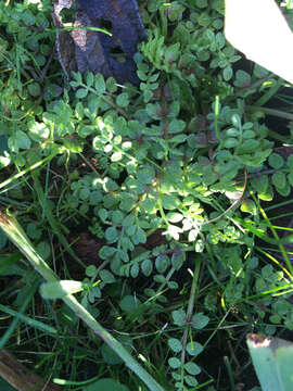 Image of Macoun's meadowfoam