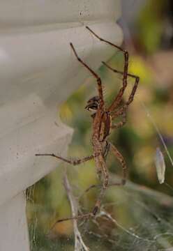 Image of Agelenopsis potteri (Blackwall 1846)