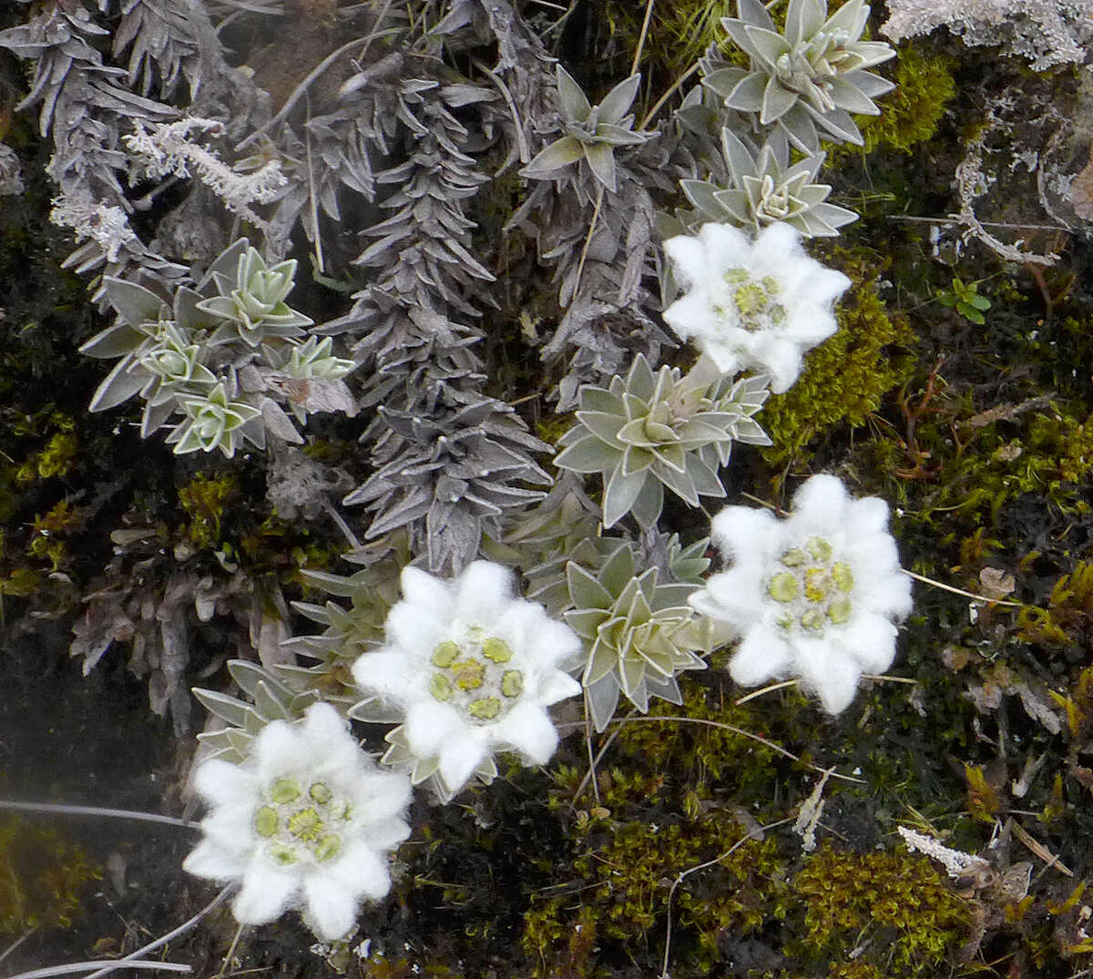 Image of Leucogenes leontopodium (Hook. fil.) Beauv.