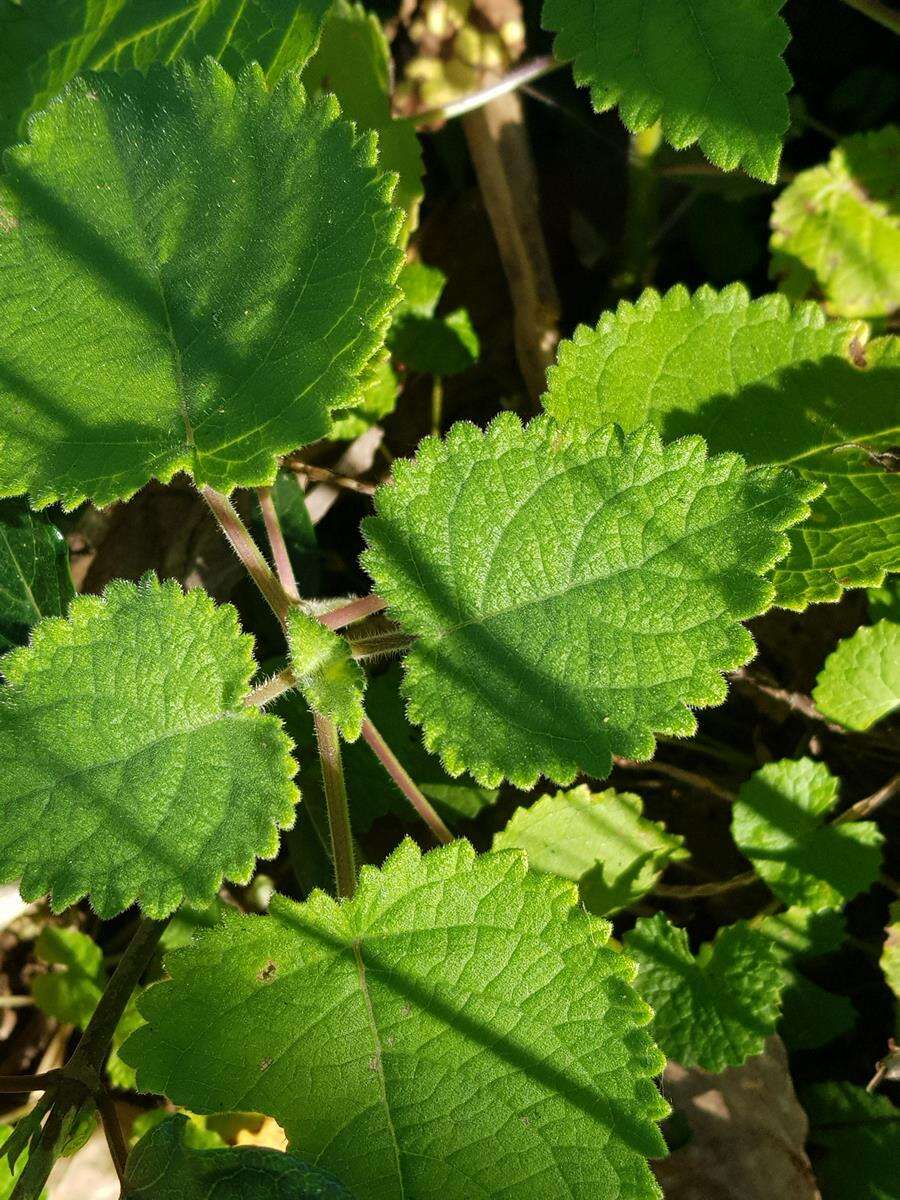 <i>Coleus hadiensis</i>的圖片