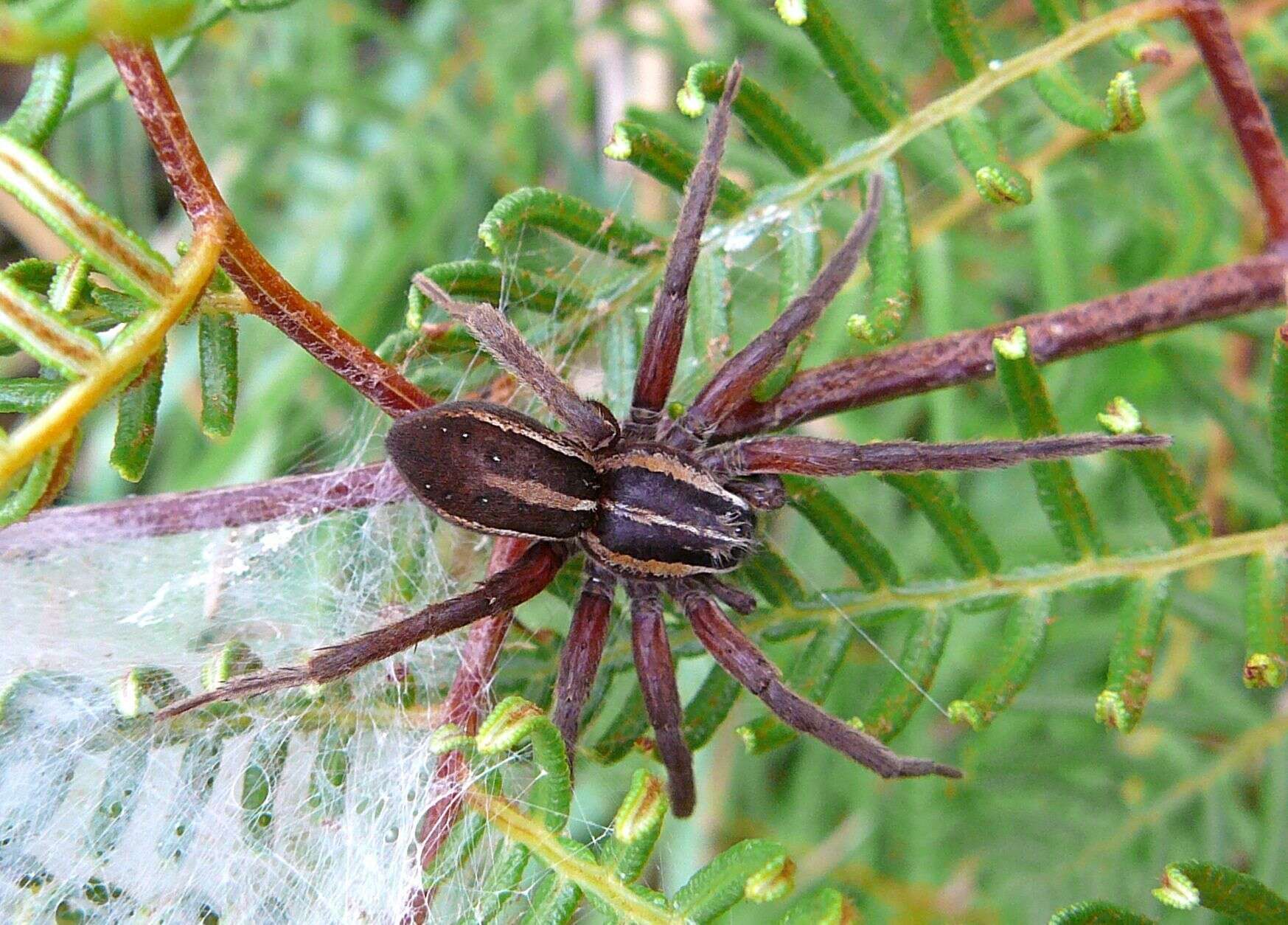 Image of Dolomedes minor L. Koch 1876