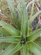 Image of Eryngium eburneum Decne.