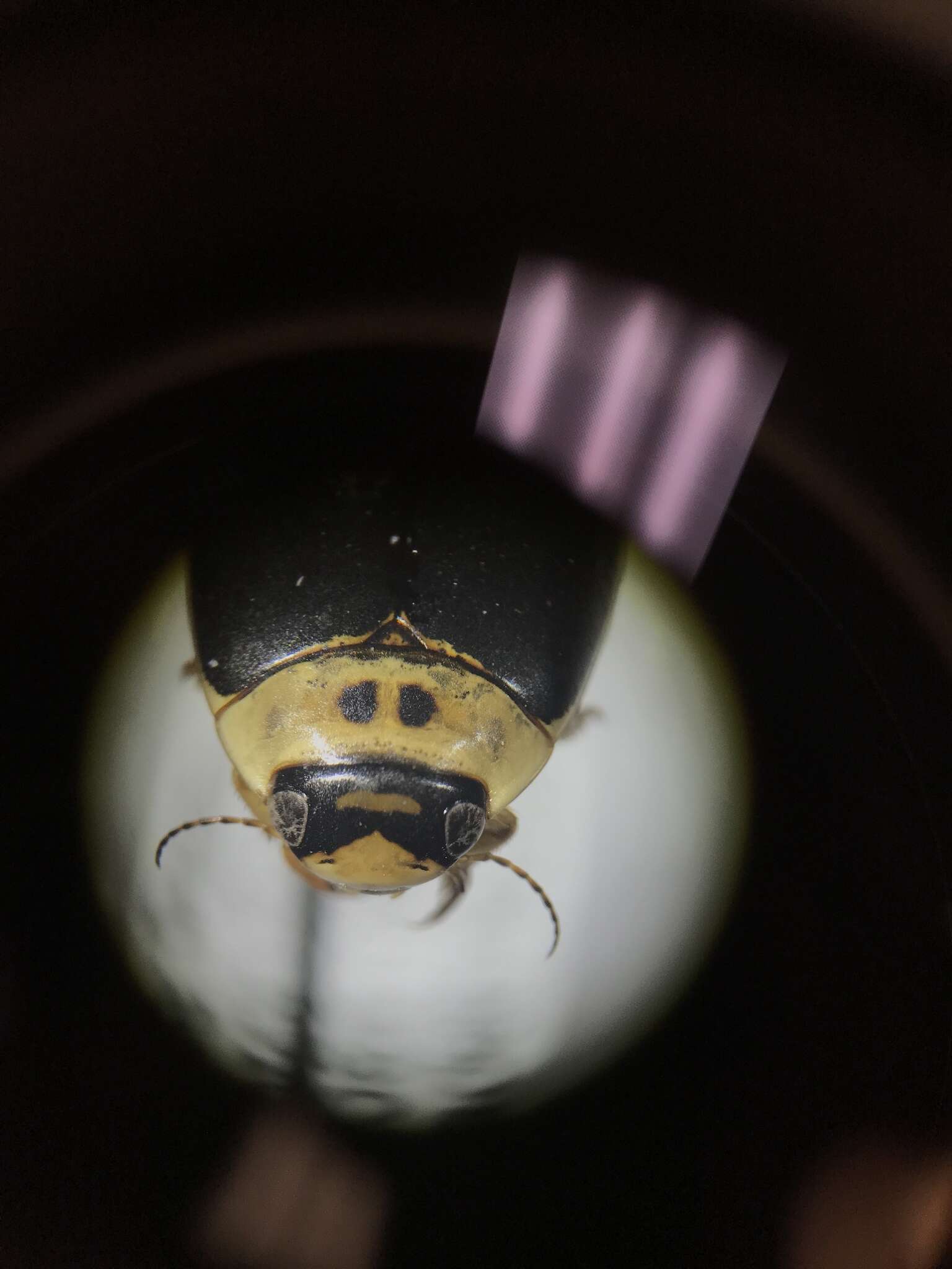 Image of Predaceous diving beetle