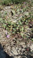 Image of pink sand verbena