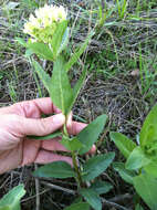 صورة Asclepias viridis Walt.