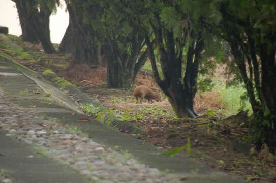 Image of Central American Agouti