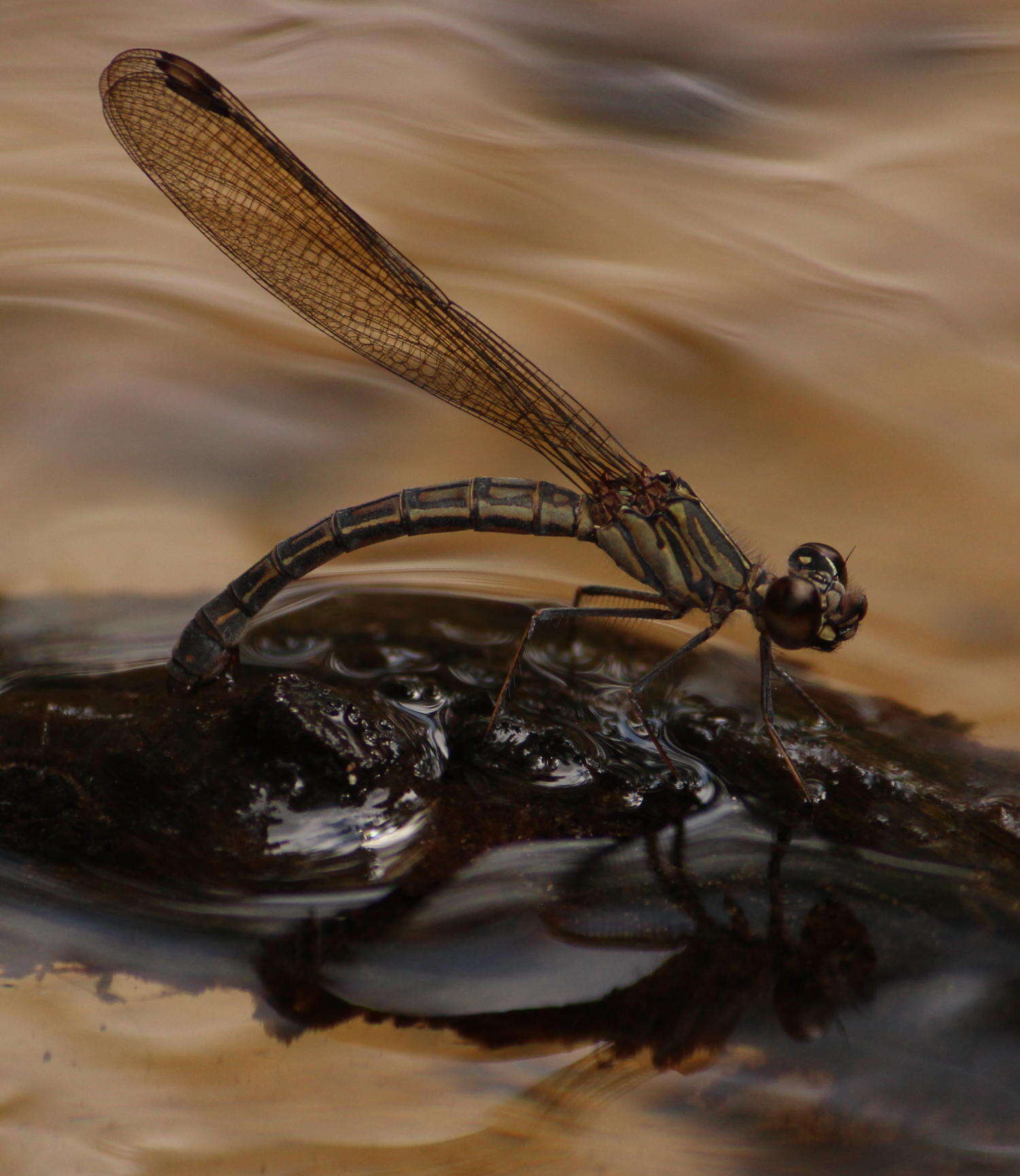 Image of <i>Platycypha <i>caligata</i></i> caligata