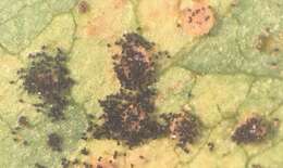 Image of Uropyxis amorphae (M. A. Curtis) J. Schröt. 1875