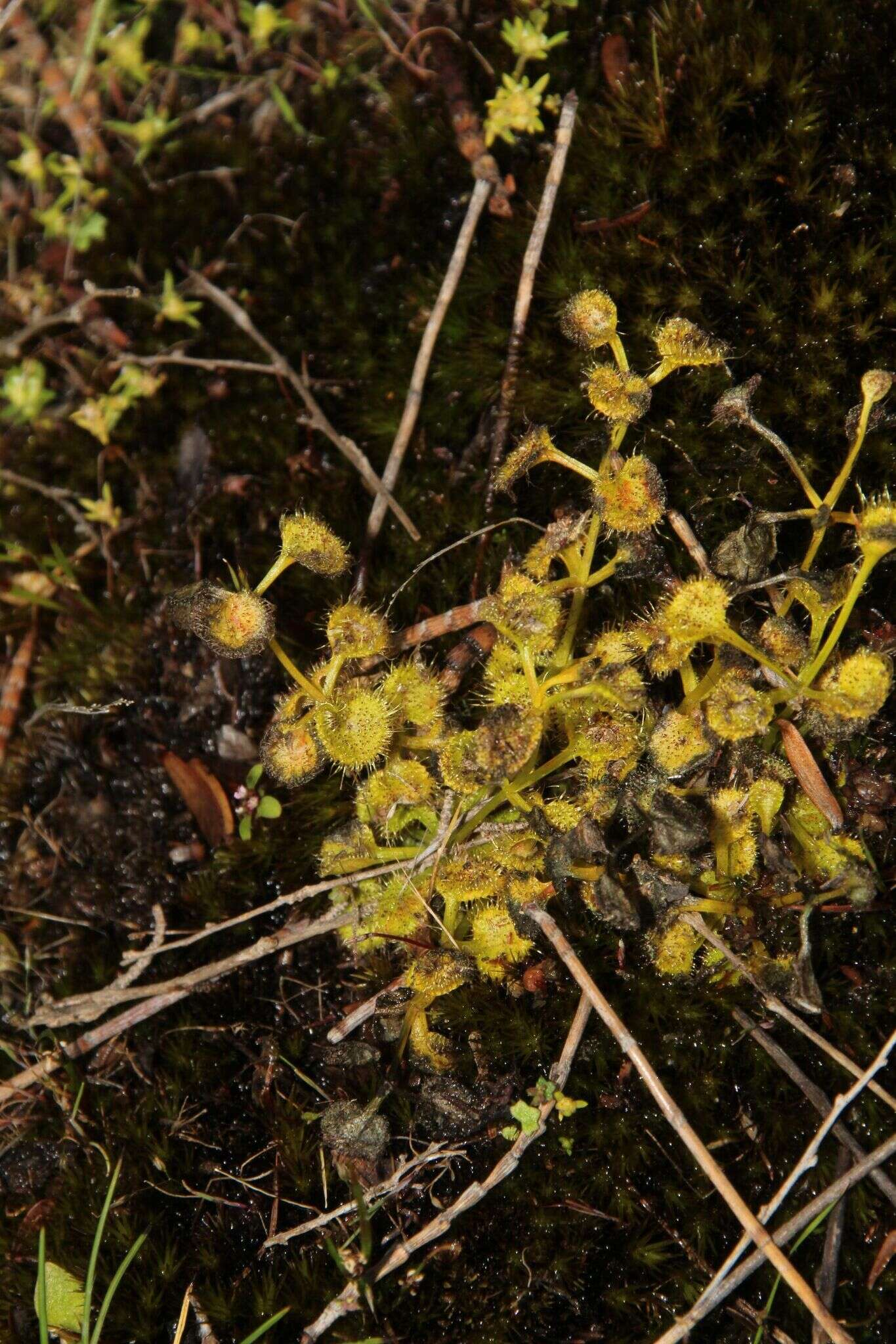 Imagem de Drosera rupicola (N. G. Marchant) Lowrie