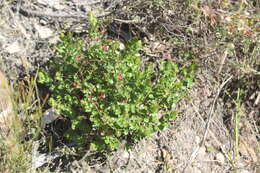 Image of Gonocarpus mezianus (Schindl.) Orchard