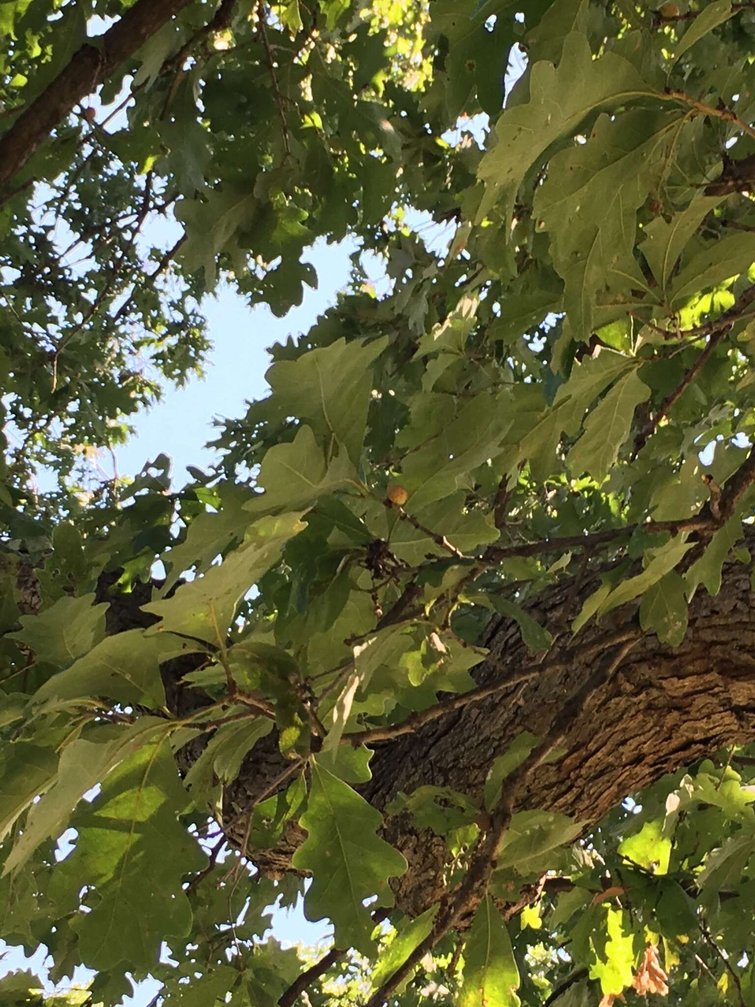 Image of Round Bullet Gall Wasp