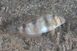 Image of Whitepatch razorfish