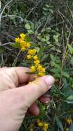 Plancia ëd Berberis ruscifolia Lam.