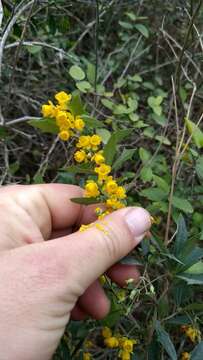 Image of Berberis ruscifolia Lam.