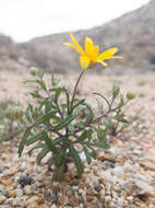 Imagem de Eriophyllum ambiguum var. paleaceum (Brandeg.) Ferris