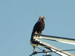 Image of Spanish Imperial Eagle