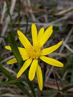 Imagem de Pityopsis graminifolia var. tracyi (Small) J. C. Semple