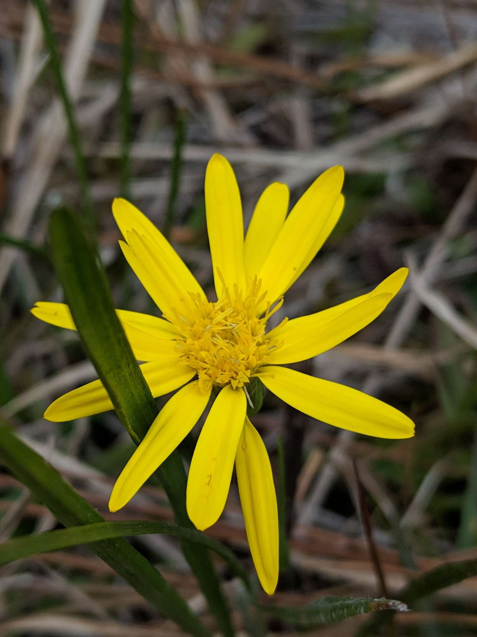 Imagem de Pityopsis graminifolia var. tracyi (Small) J. C. Semple