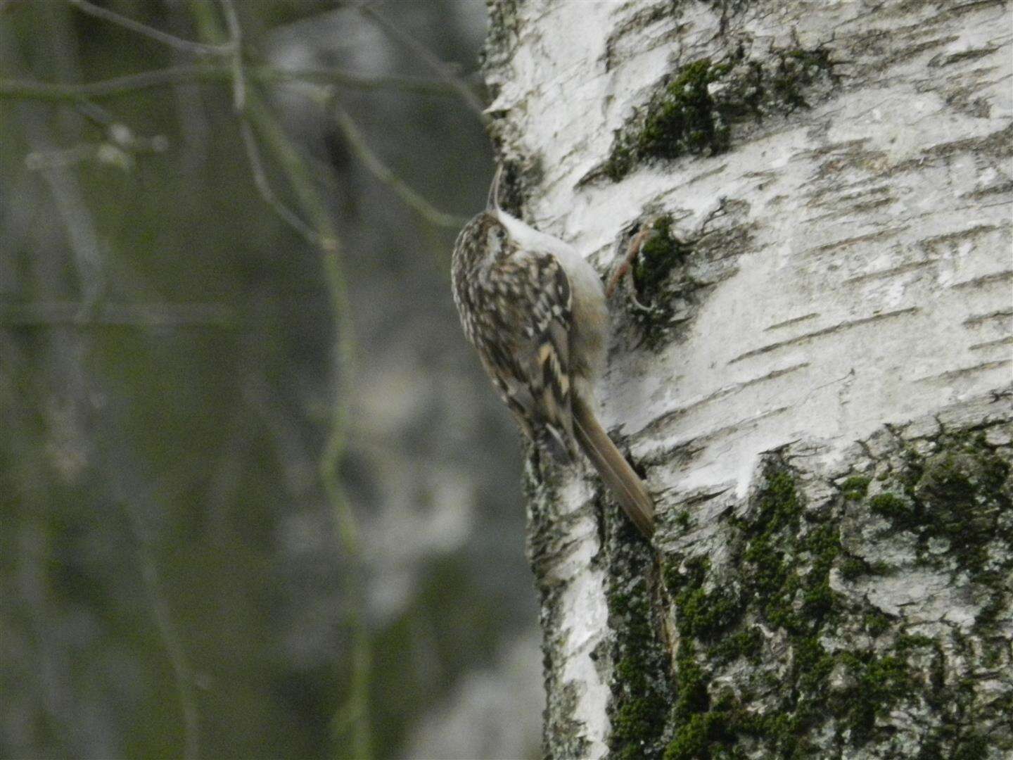 Image of Short-toed Treecreeper