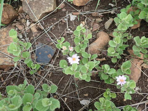 Image de Grewia hispida Harv.