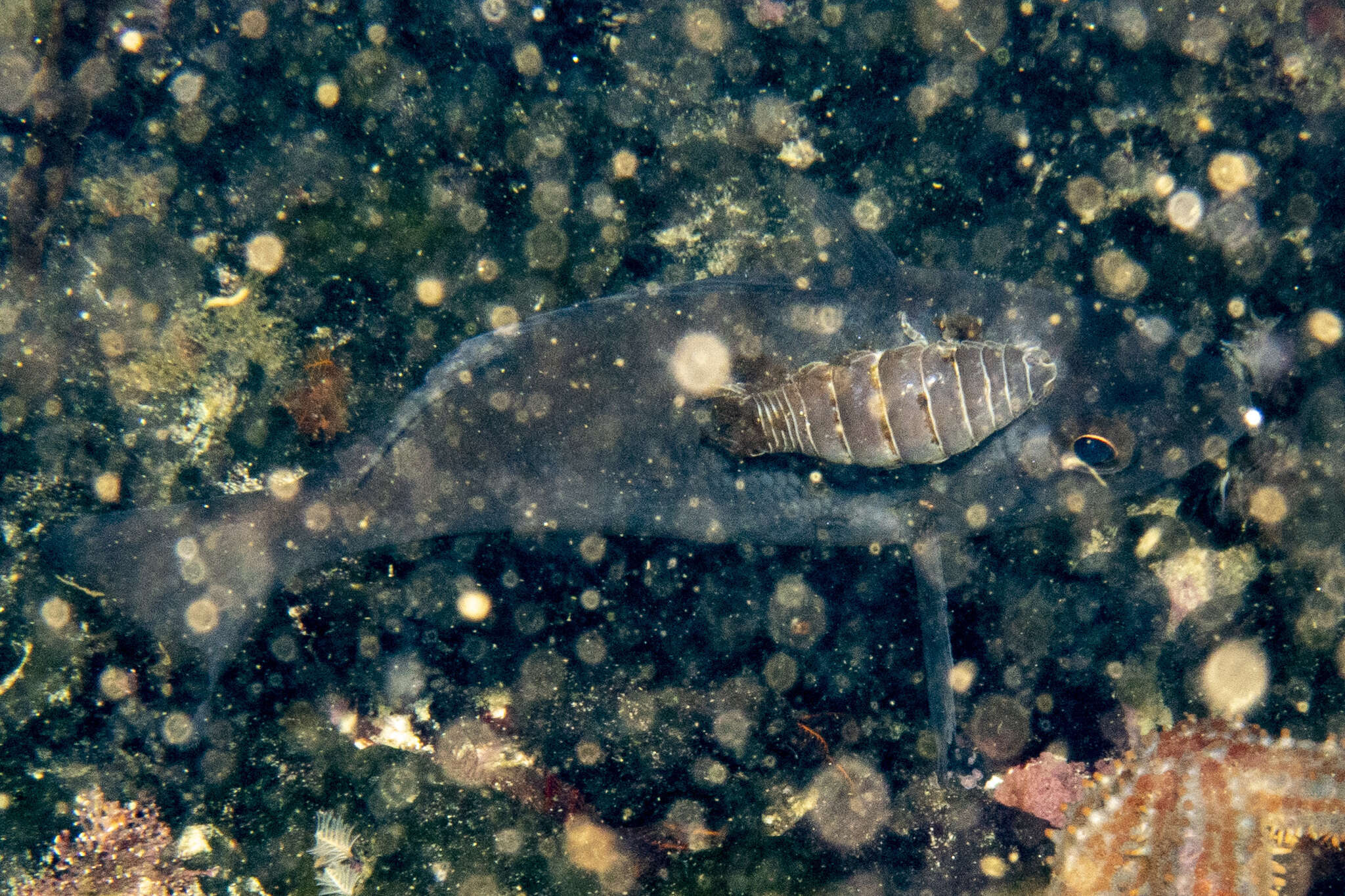 Image of Striped fish louse