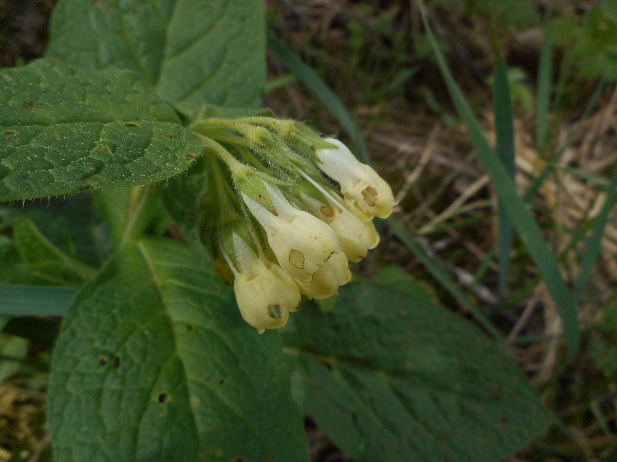 Слика од Symphytum tuberosum L.