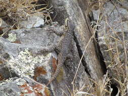 Sivun Sceloporus dugesii Bocourt 1873 kuva