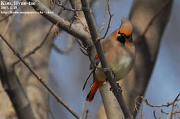 Image of Japanese Waxwing