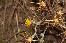 Image of Centaurea idaea Boiss. & Heldr.