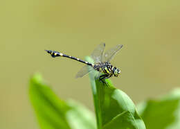 صورة Ictinogomphus pertinax (Hagen ex Selys 1854)