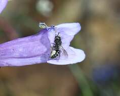 Atoposmia elongata (Michener 1936) resmi