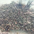 Image de Acropora tumida (Verrill 1866)