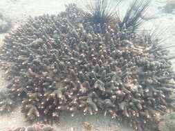 Image of Acropora tumida (Verrill 1866)