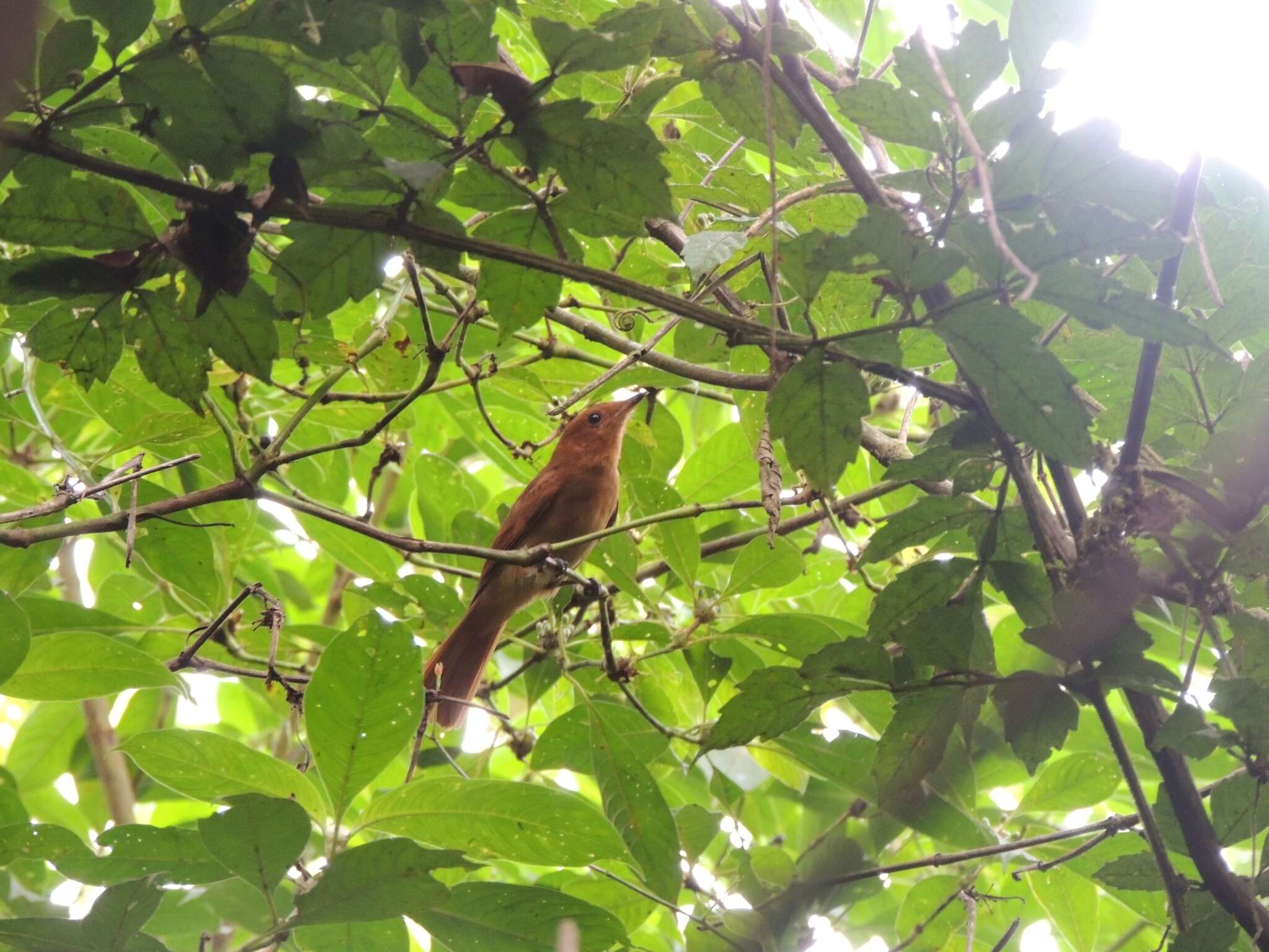 Image of Rufous Piha