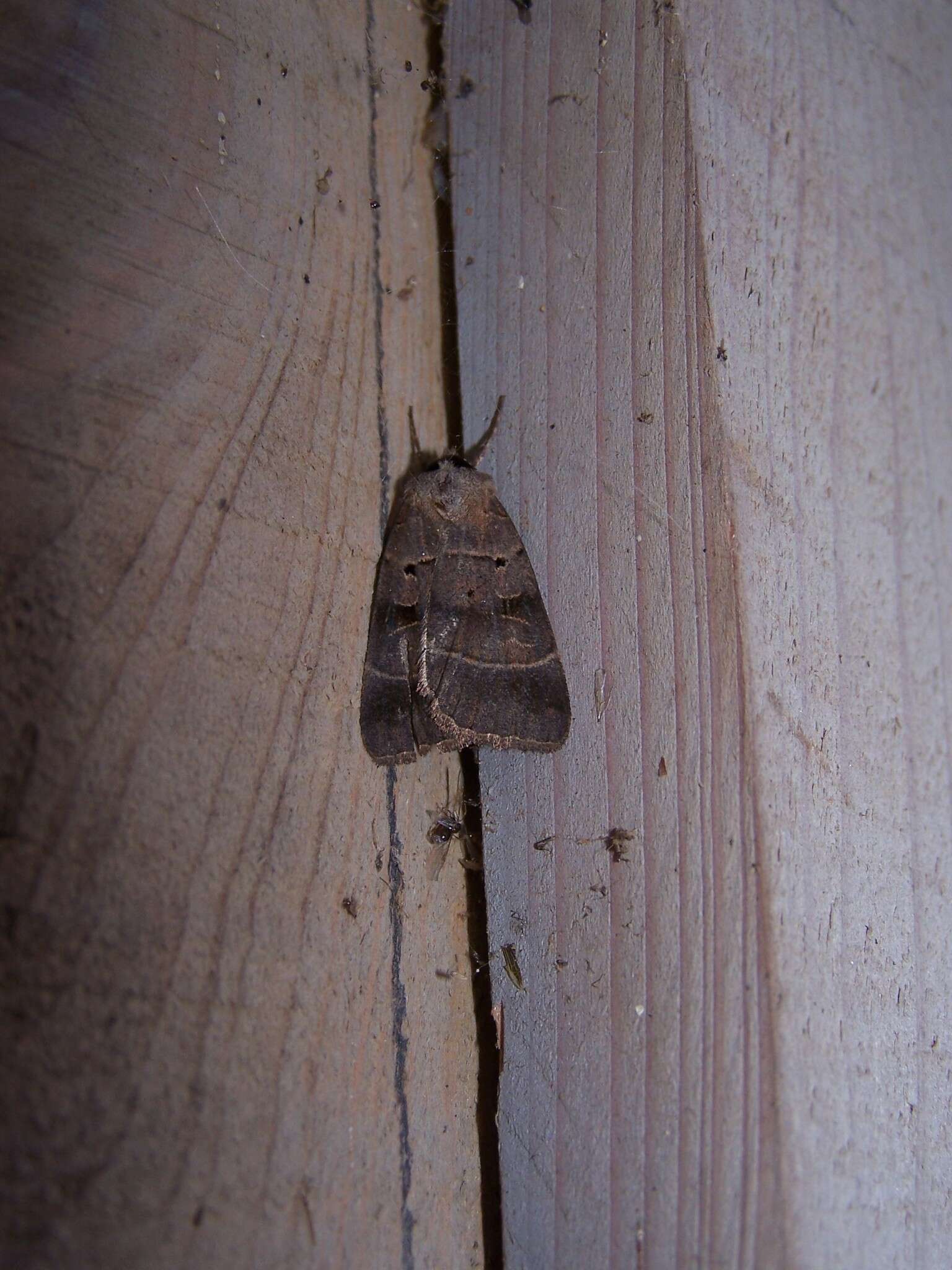 Image of Pale-banded Dart