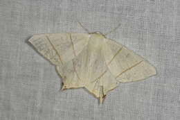 Image of swallow-tailed moth