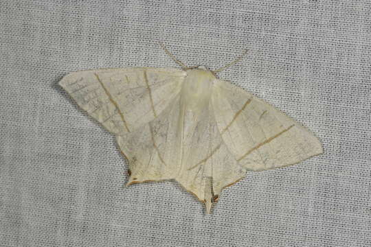 Image of swallow-tailed moth