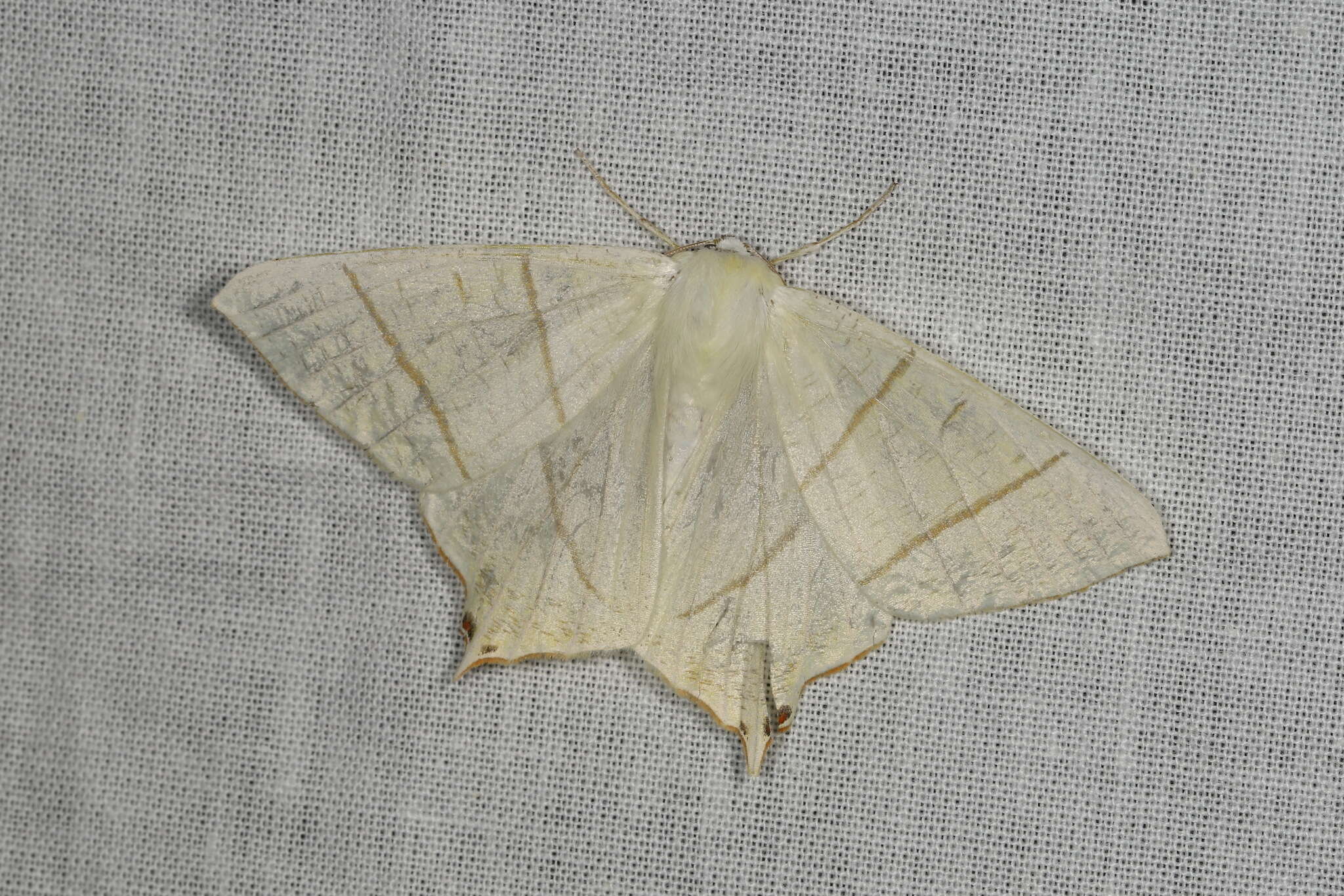 Image of swallow-tailed moth