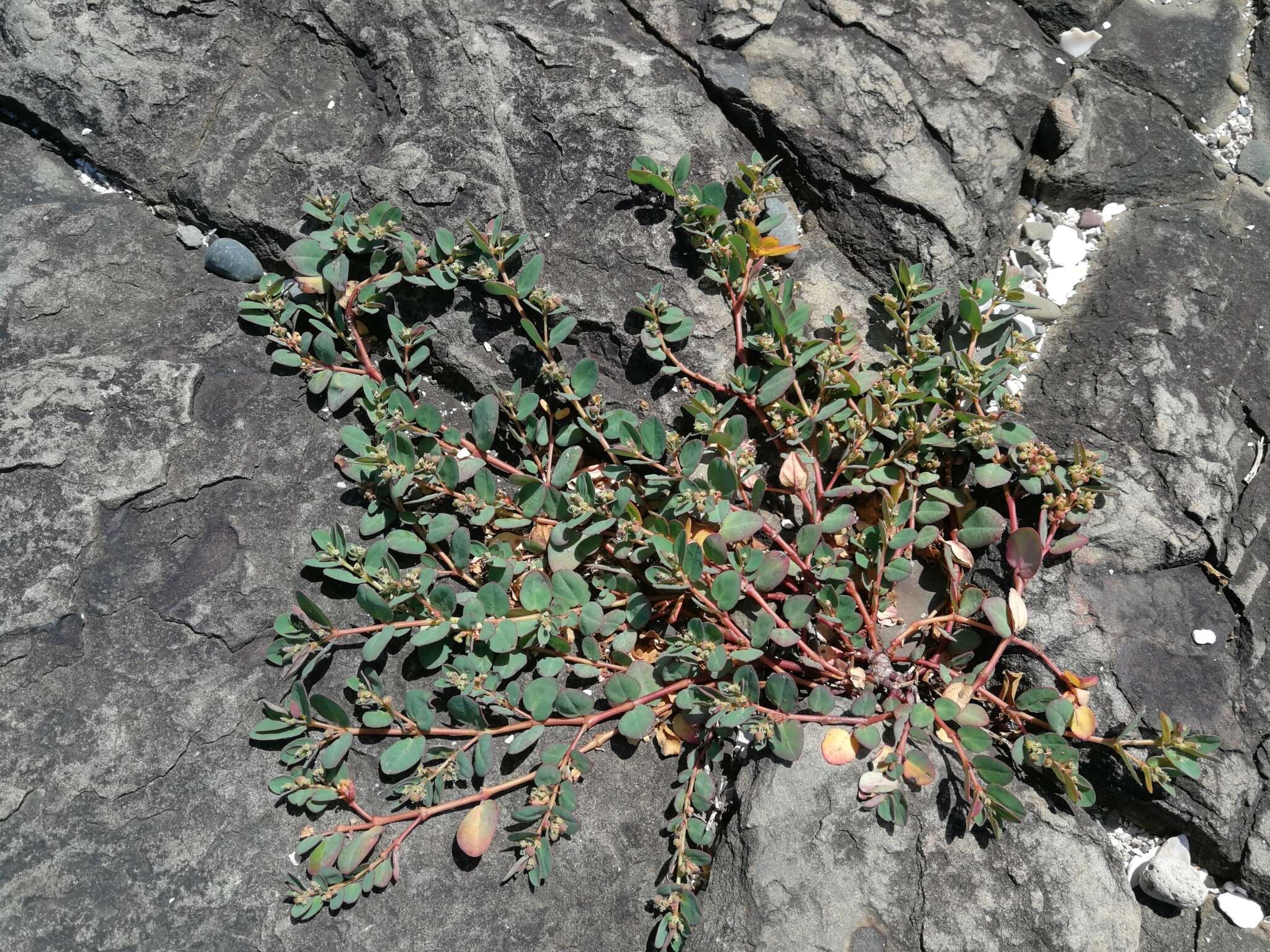 Image of Euphorbia livida E. Mey. ex Boiss.