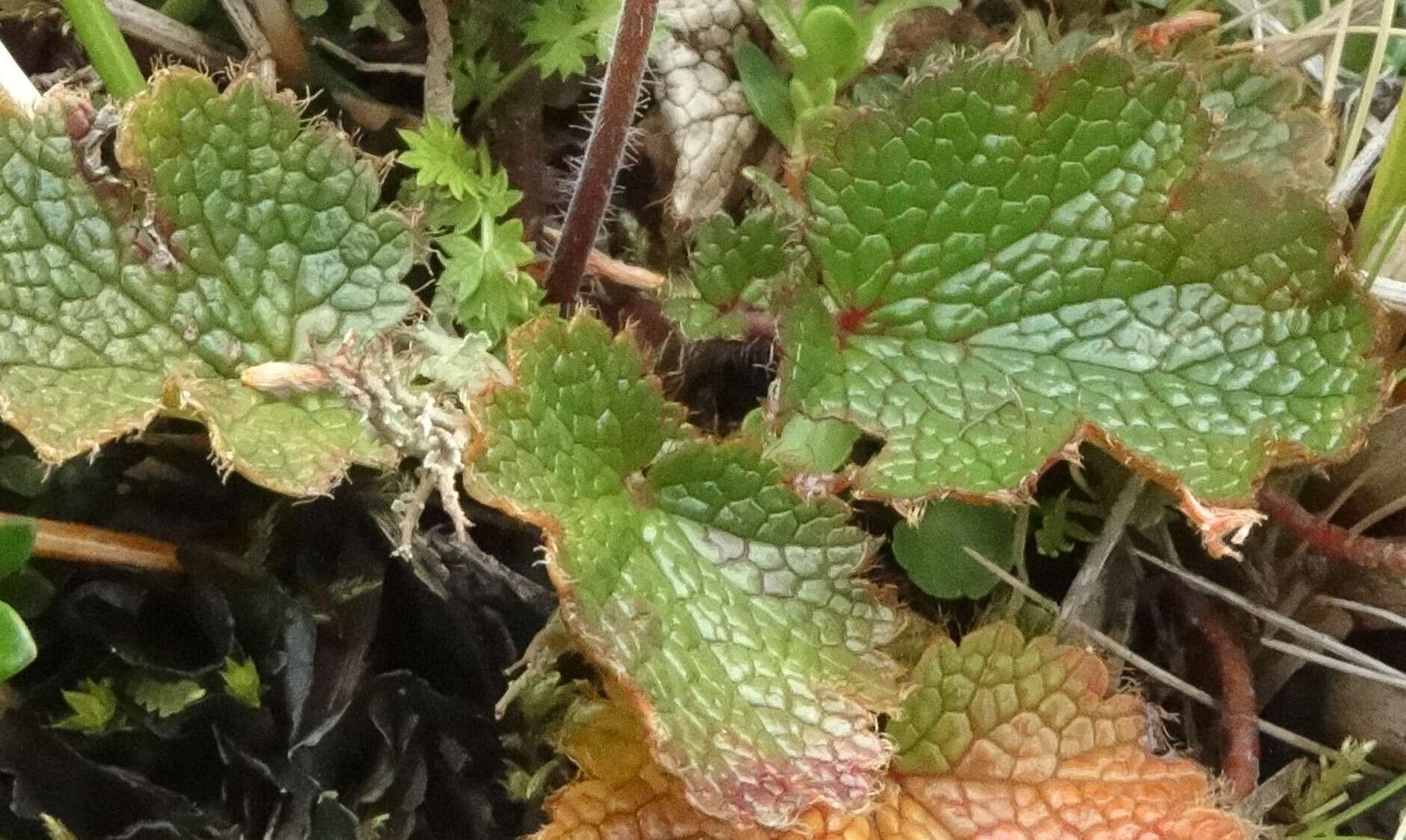 Image of Geum uniflorum J. Buch.